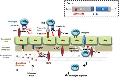 HS and Inflammation: A Potential Playground for the Sulfs?